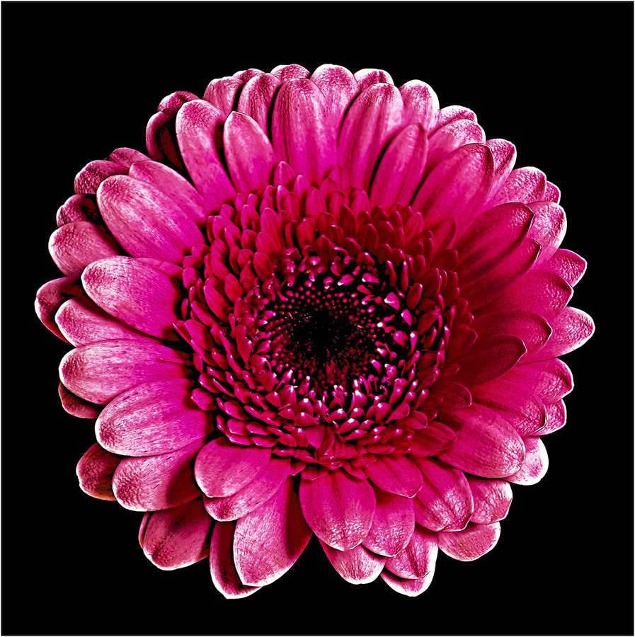 12 Pink Chrysanthemum